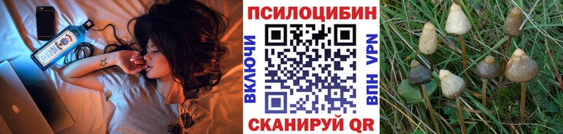 Купить закладки  Малгобек  Псилоцибиновые грибы Cubensis 